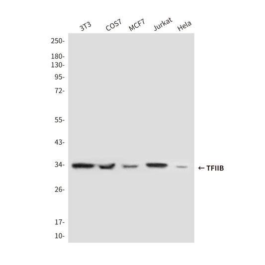 Transcription Initiation Factor IIB (2F6) Mouse Monoclonal Antibody