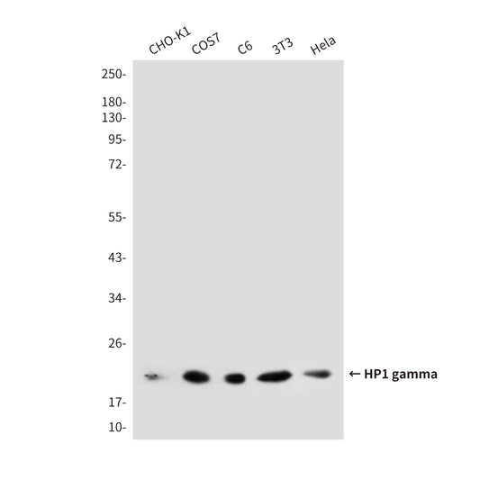 HP1 gamma (5G10) Mouse Monoclonal Antibody