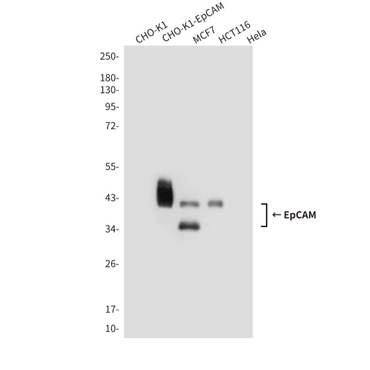 EpCAM (1D5) Mouse Monoclonal Antibody