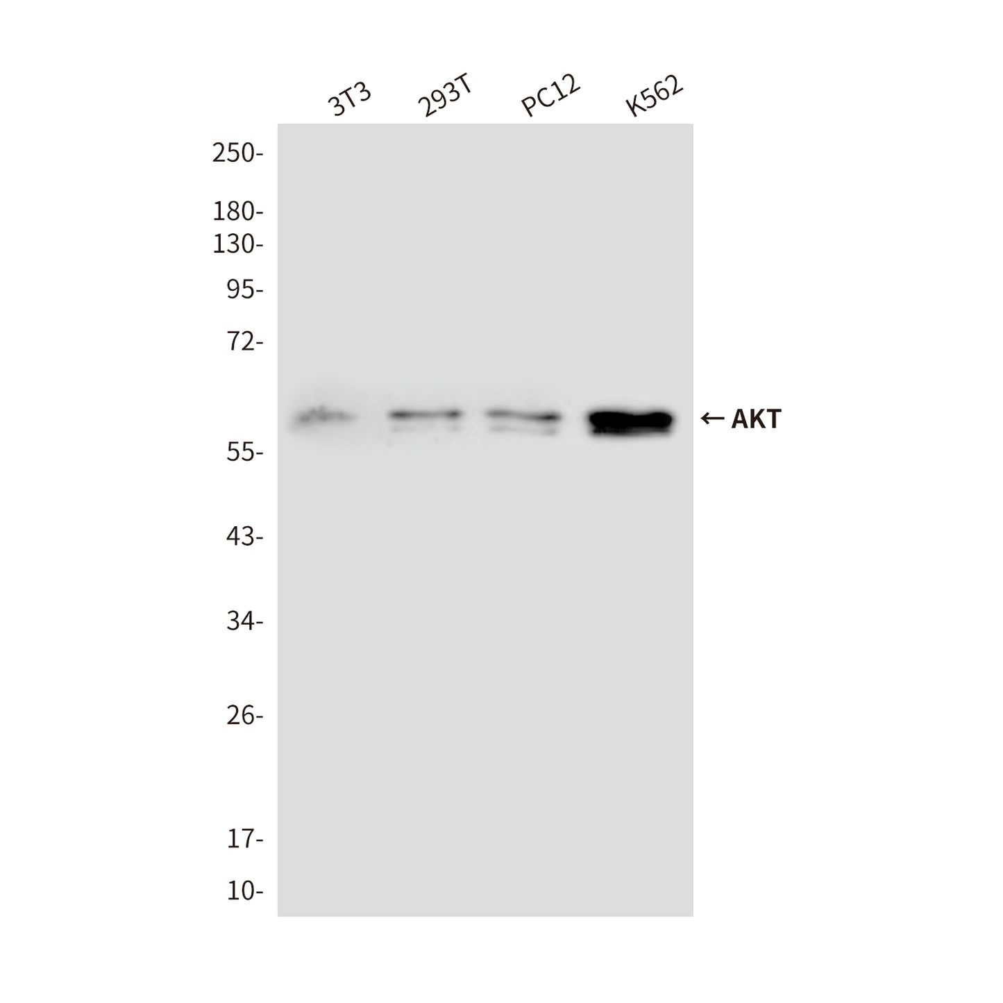 AKT Mouse Monoclonal Antibody