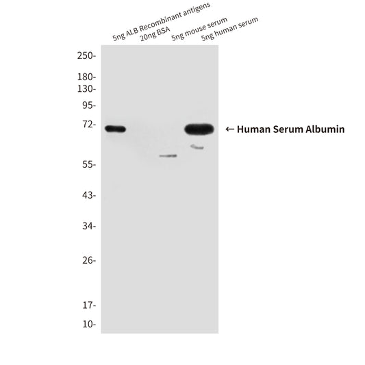 Human Serum Albumin (1A8) Mouse Monoclonal Antibody