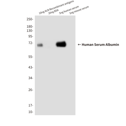 Human Serum Albumin (7D1) Mouse Monoclonal Antibody