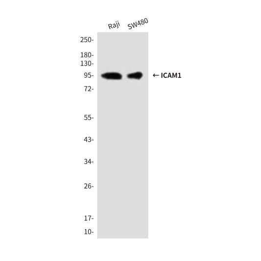 ICAM1 (1C7) Mouse Monoclonal Antibody