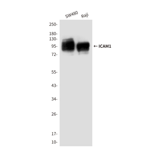 ICAM1 (4F5) Mouse Monoclonal Antibody