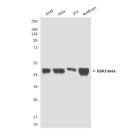 GSK3 beta (2E6) Mouse Monoclonal Antibody