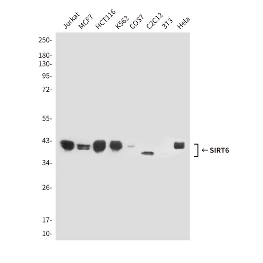 SIRT6 (6C9) Mouse Monoclonal Antibody