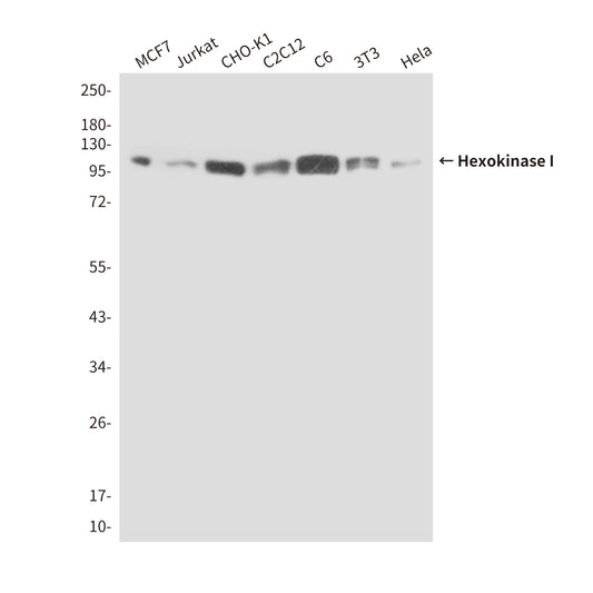 Hexokinase I (6B8) Mouse Monoclonal Antibody
