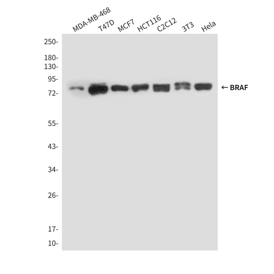BRAF (4E1) Mouse Monoclonal Antibody