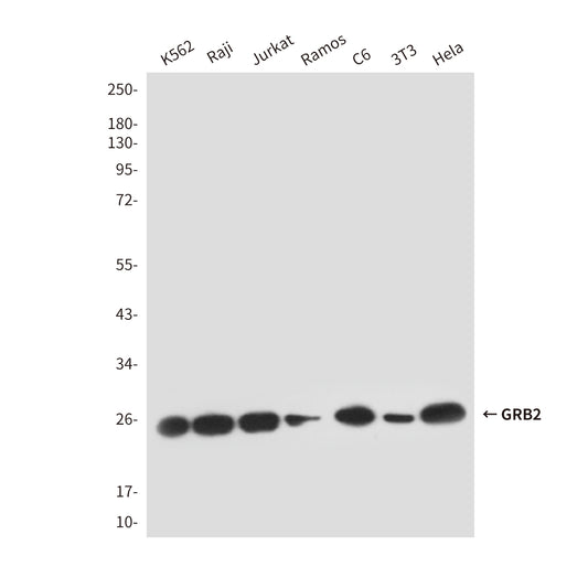 GRB2 (5G3) Mouse Monoclonal Antibody