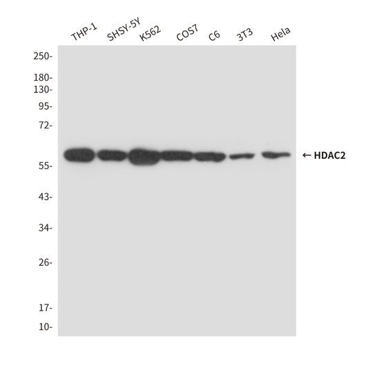 HDAC2 (2D9) Mouse Monoclonal Antibody