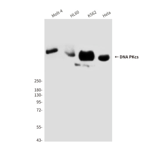 DNA PKcs (8D3) Mouse Monoclonal Antibody