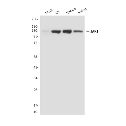 JAK1 (7B1) Mouse Monoclonal Antibody