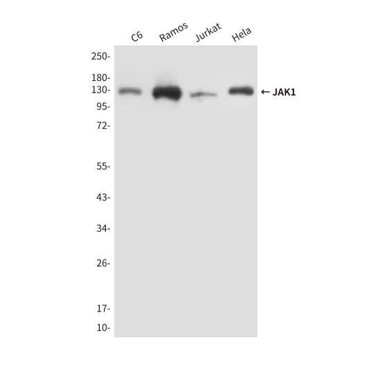 JAK1 (8B8) Mouse Monoclonal Antibody