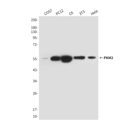 PKM2 (1A7) Mouse Monoclonal Antibody