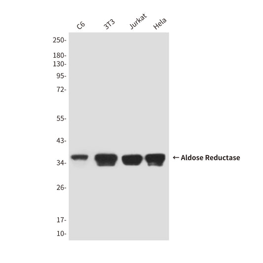 Aldose Reductase (4G9) Mouse Monoclonal Antibody