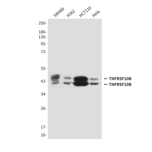 TNFRSF10B (6F6) Mouse Monoclonal Antibody
