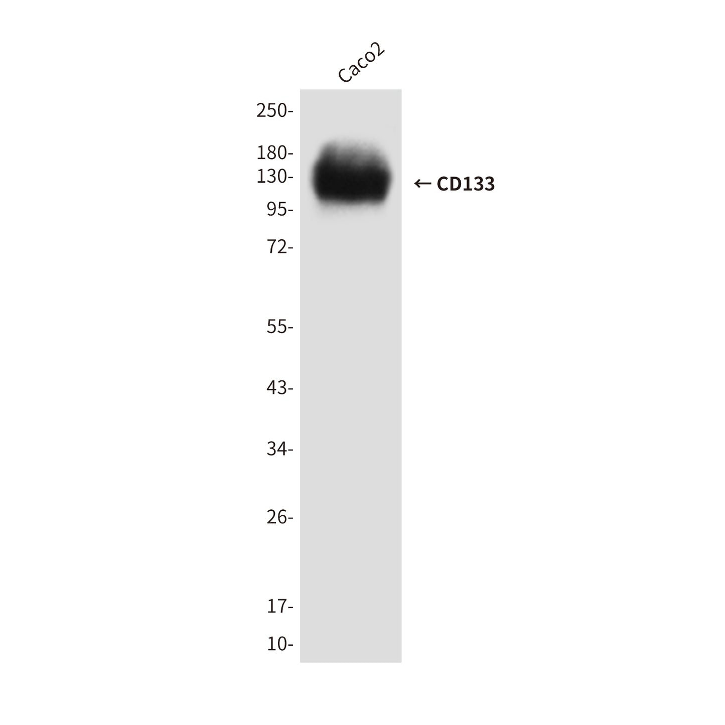 CD133 (8F2) Mouse Monoclonal Antibody