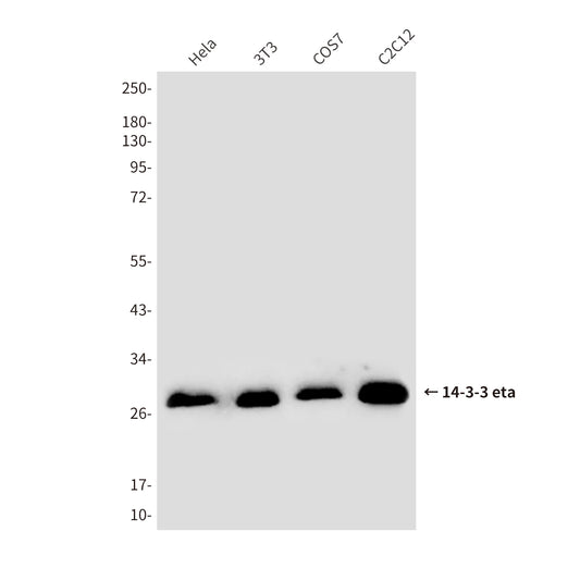 14-3-3 eta (5F2) Mouse Monoclonal Antibody