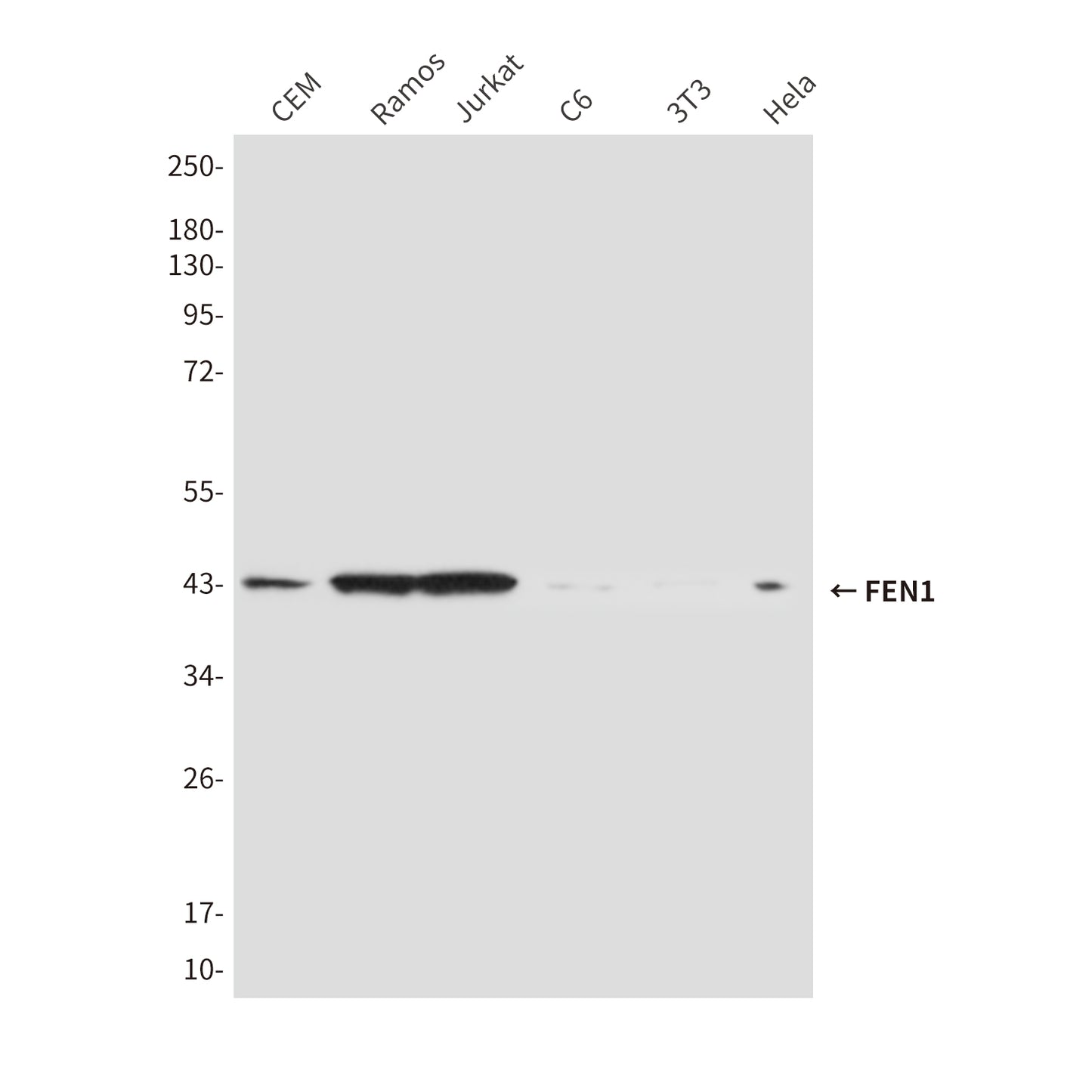 FEN1 (1E7) Mouse Monoclonal Antibody