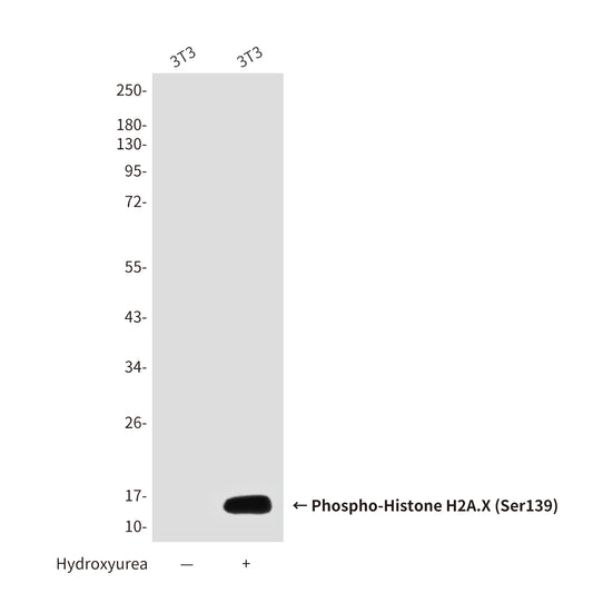 Phospho-Histone H2A.X (Ser139) (2A9) Mouse Monoclonal Antibody