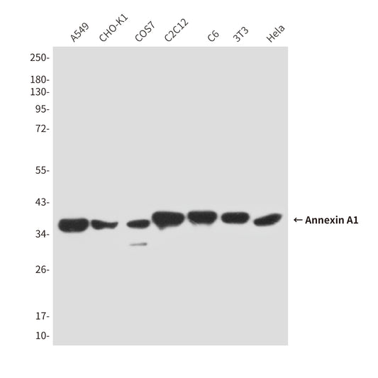 Annexin A1 (5E4D8) Mouse Monoclonal Antibody