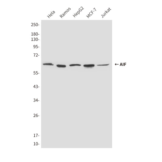 AIF (8H1) Mouse Monoclonal Antibody