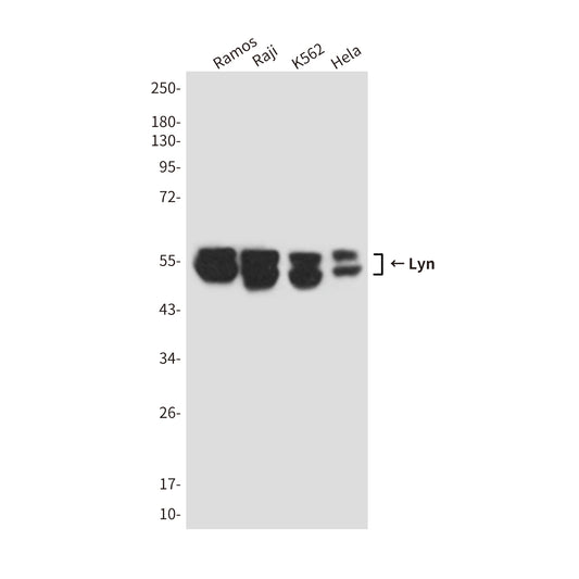 Lyn (1C8) Mouse Monoclonal Antibody