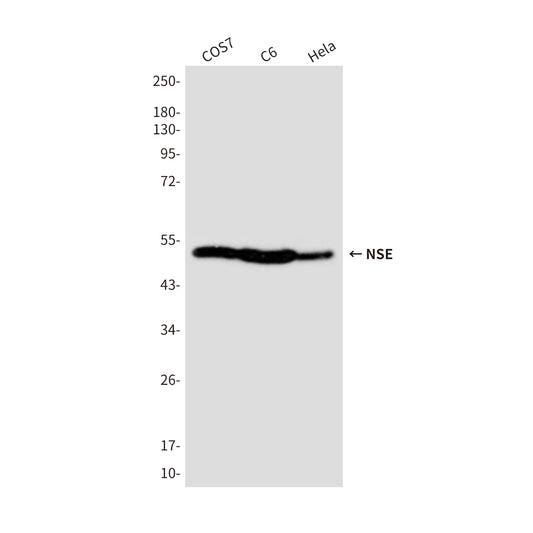 NSE (4C7) Mouse Monoclonal Antibody