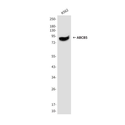 ABCB5 (8D2) Mouse Monoclonal Antibody