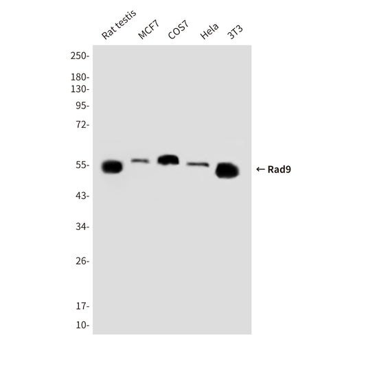 Rad9 Mouse Monoclonal Antibody