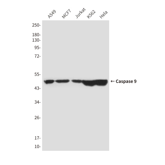 Caspase 9 (1D1) Mouse Monoclonal Antibody