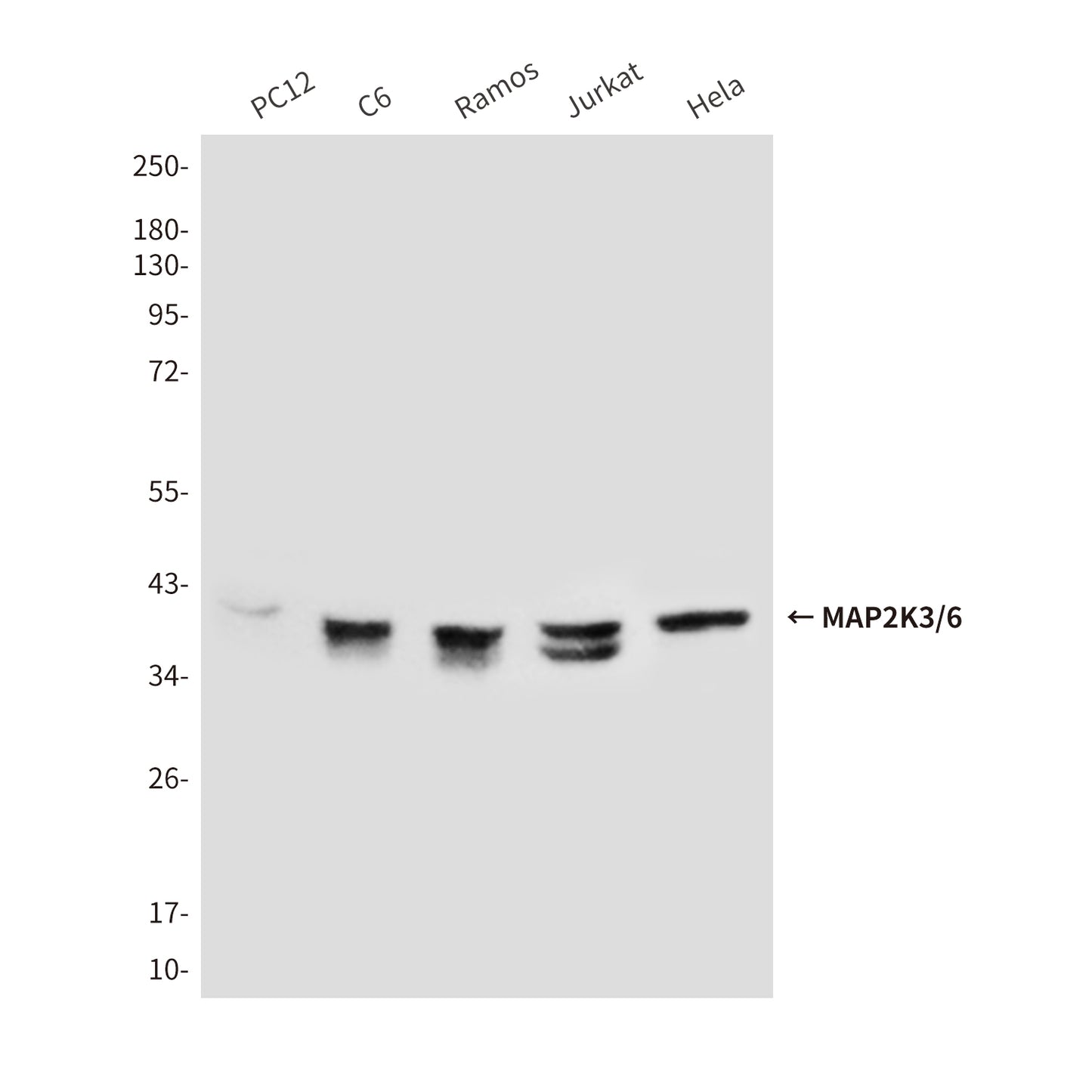 MAP2K6 (8A11) Mouse Monoclonal Antibody