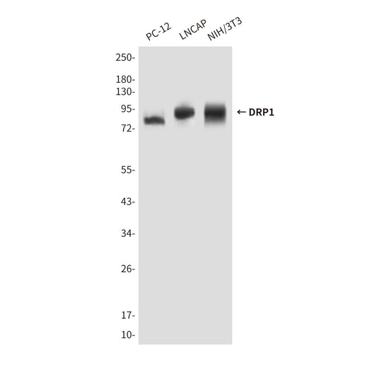 DRP1 Mouse Monoclonal Antibody