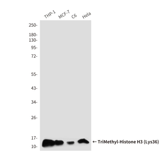 TriMethyl-Histone H3 (Lys36) (7G6) Mouse Monoclonal Antibody