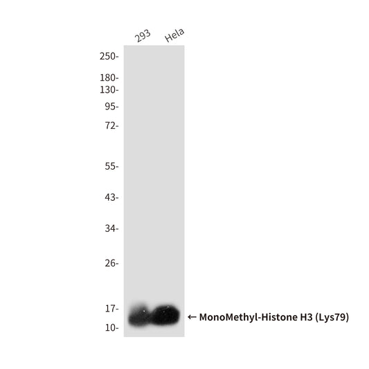 MonoMethyl-Histone H3 (Lys79) (9E3) Mouse Monoclonal Antibody