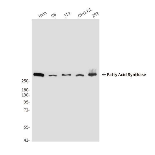 Fatty Acid Synthase (2F9) Mouse Monoclonal Antibody