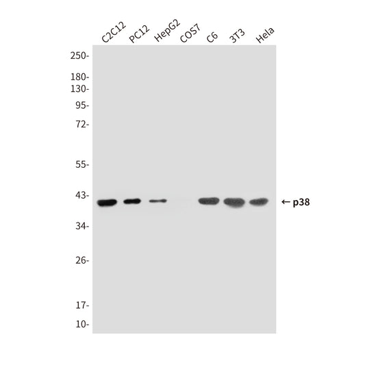 p38 (5A1) Mouse Monoclonal Antibody