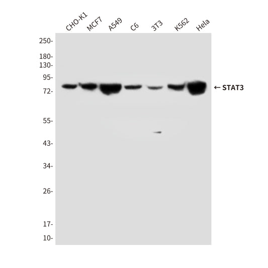 STAT3 (4C8) Mouse Monoclonal Antibody