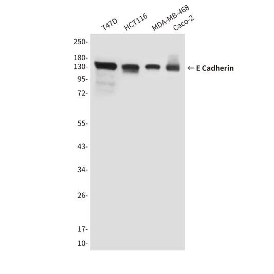 E Cadherin (6B10) Mouse Monoclonal Antibody