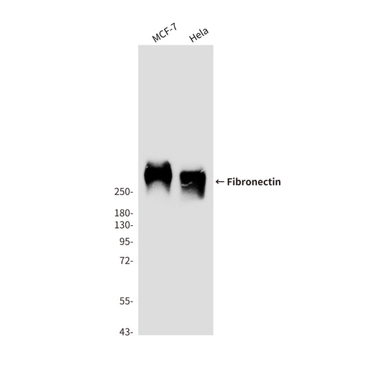 Fibronectin (1E2) Mouse Monoclonal Antibody