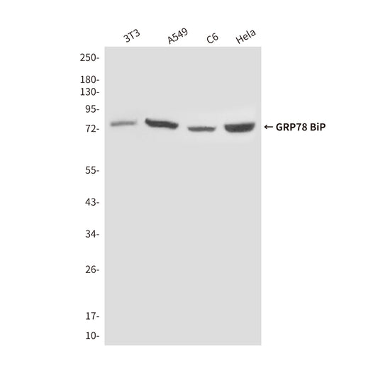 GRP78 BiP (4F11) Mouse Monoclonal Antibody