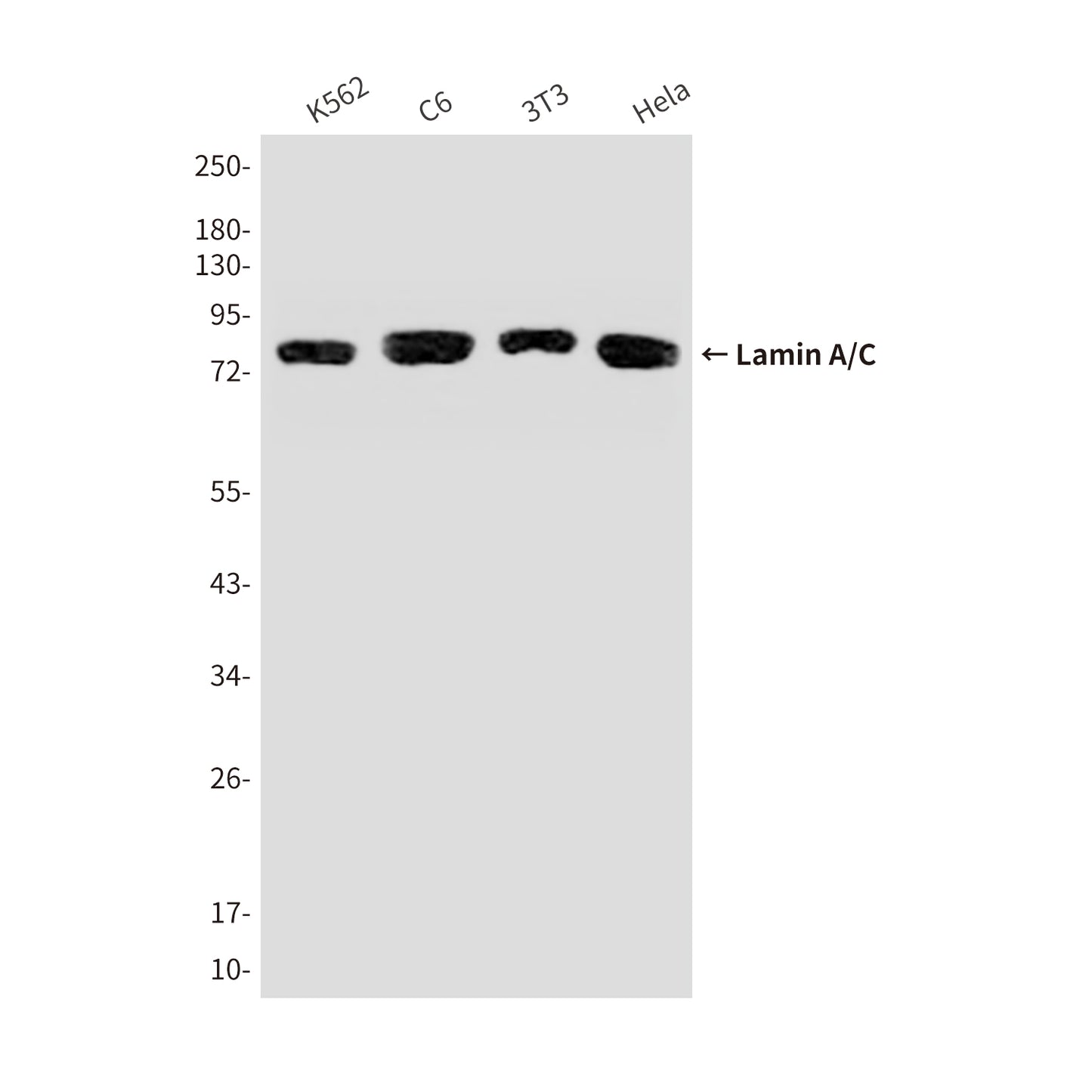 Lamin A/C Mouse Monoclonal Antibody