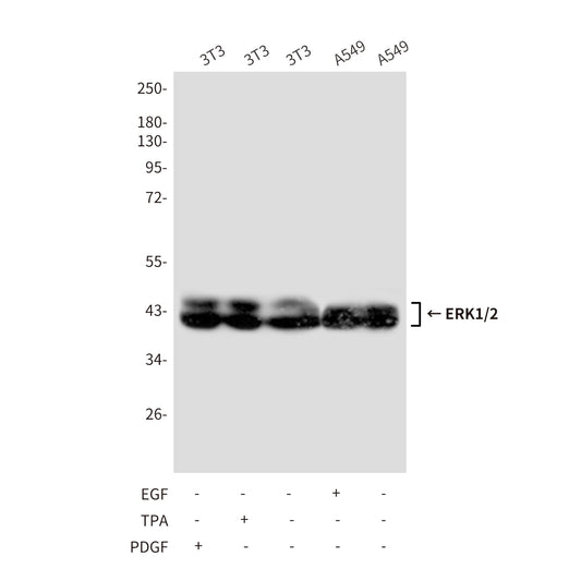 ERK1/2 (4A4) Mouse Monoclonal Antibody