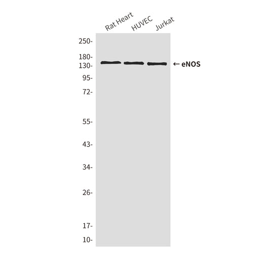eNOS (2E8) Mouse Monoclonal Antibody