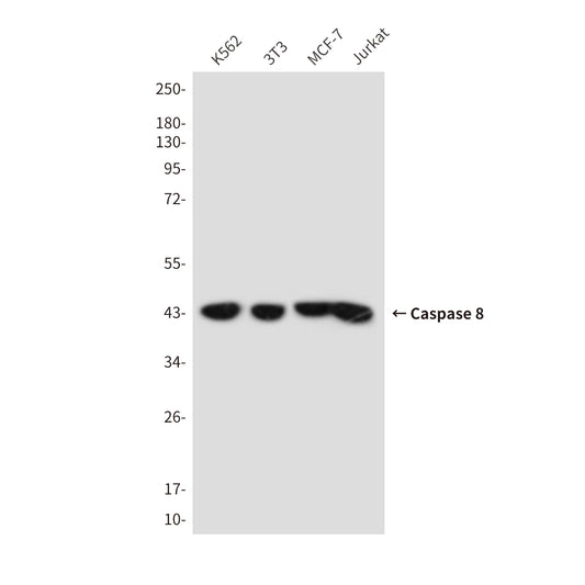 Cleaved-Caspase 8 Mouse Monoclonal Antibody