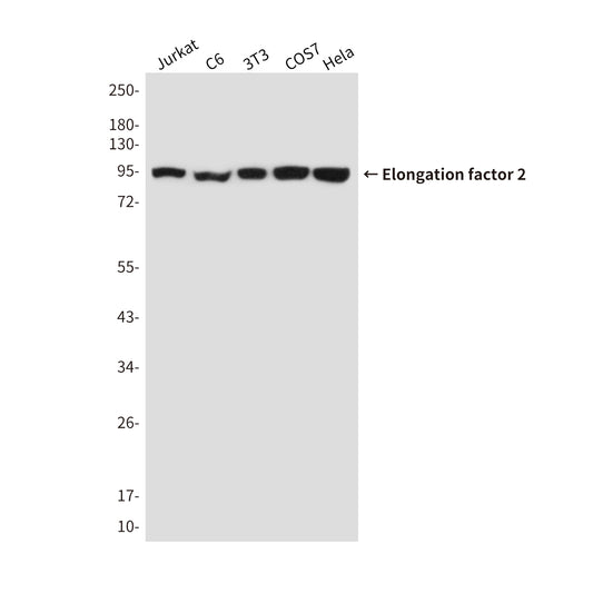 Elongation factor 2 Mouse Monoclonal Antibody