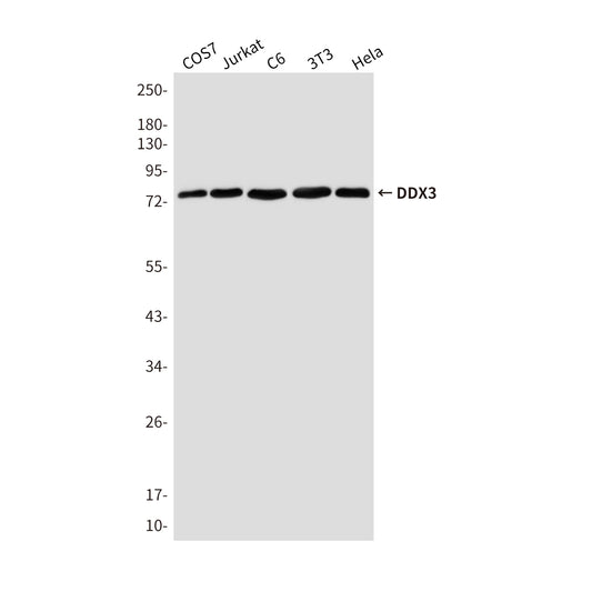 DDX3 Mouse Monoclonal Antibody