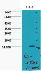Histone H3(Di Methyl Lys79)(Q7)Mouse Monoclonal Antibody