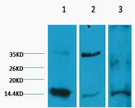 Histone H3(Di Methyl Lys9)(3C2)Mouse Monoclonal Antibody