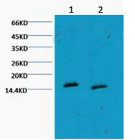 Histone H3(Mono Methyl Lys79)(5G5)Mouse Monoclonal Antibody